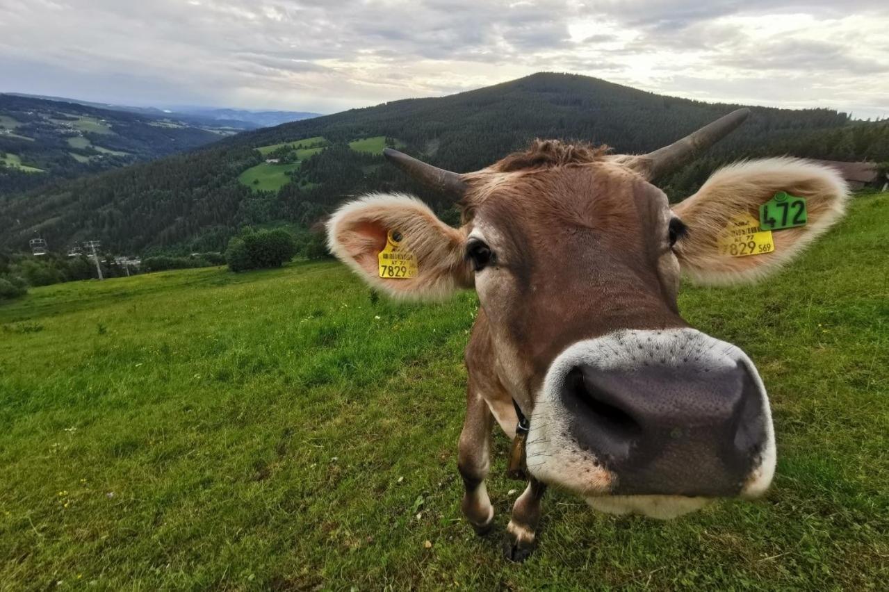 Alpengasthof Fernblick Mönichkirchen Buitenkant foto